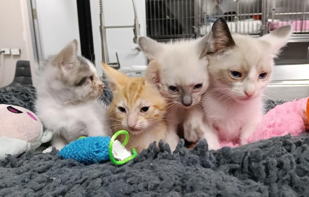 Zander, a Adoptable mixed breed in Rancho Santa Fe, CA image 3/6