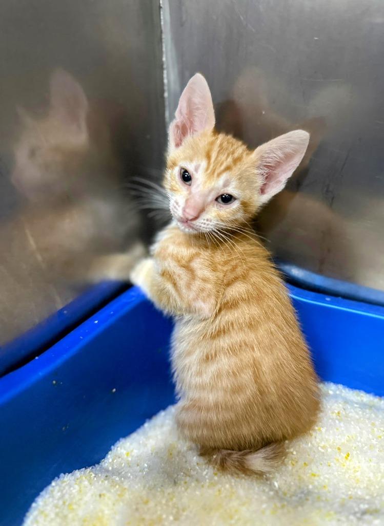 Zander, a Adoptable mixed breed in Rancho Santa Fe, CA image 4/6