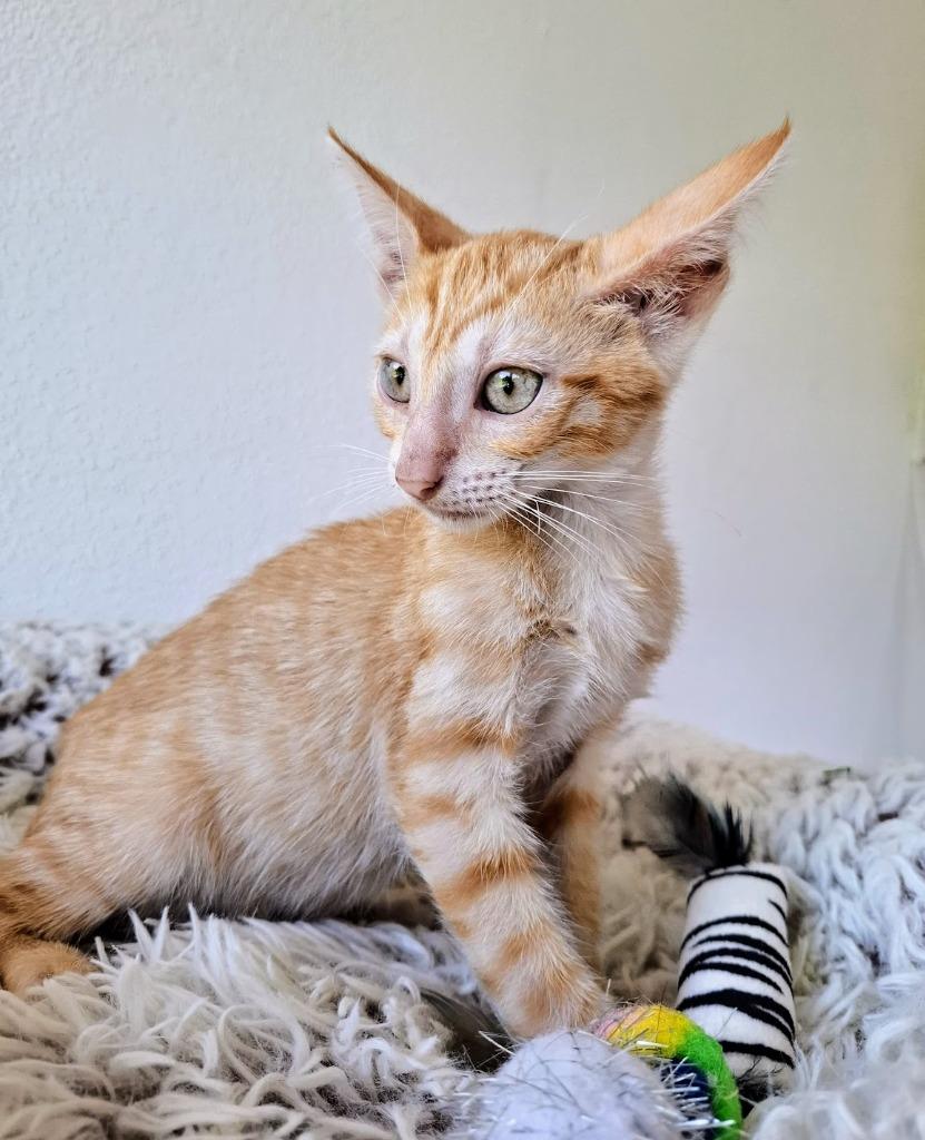 Zander, a Adoptable mixed breed in Rancho Santa Fe, CA image 5/6