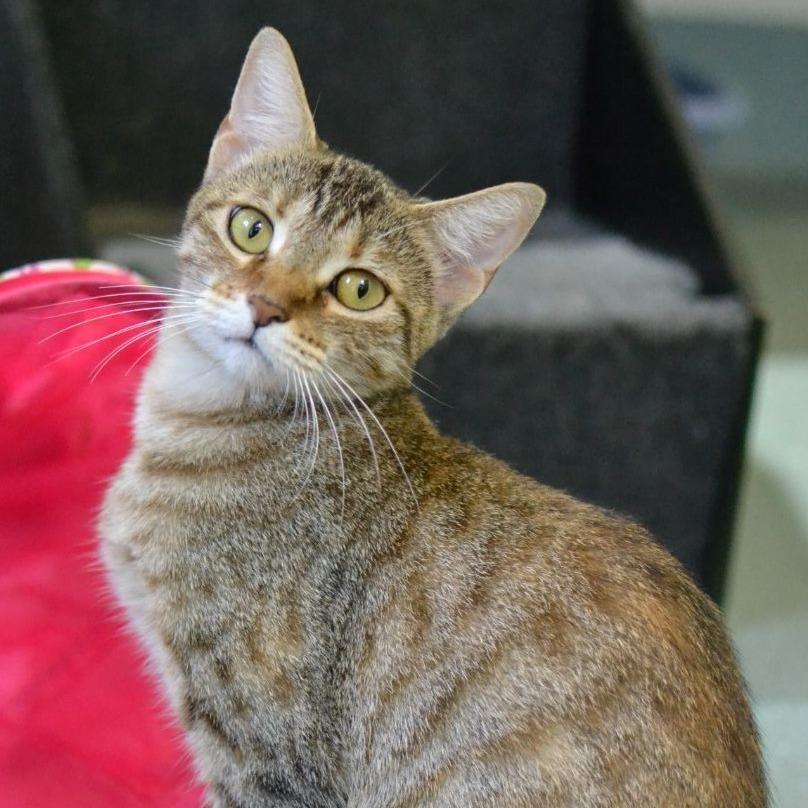 Enlarge Sadie, a Adoptable Domestic Short Hair in Concord, NH image 1/1