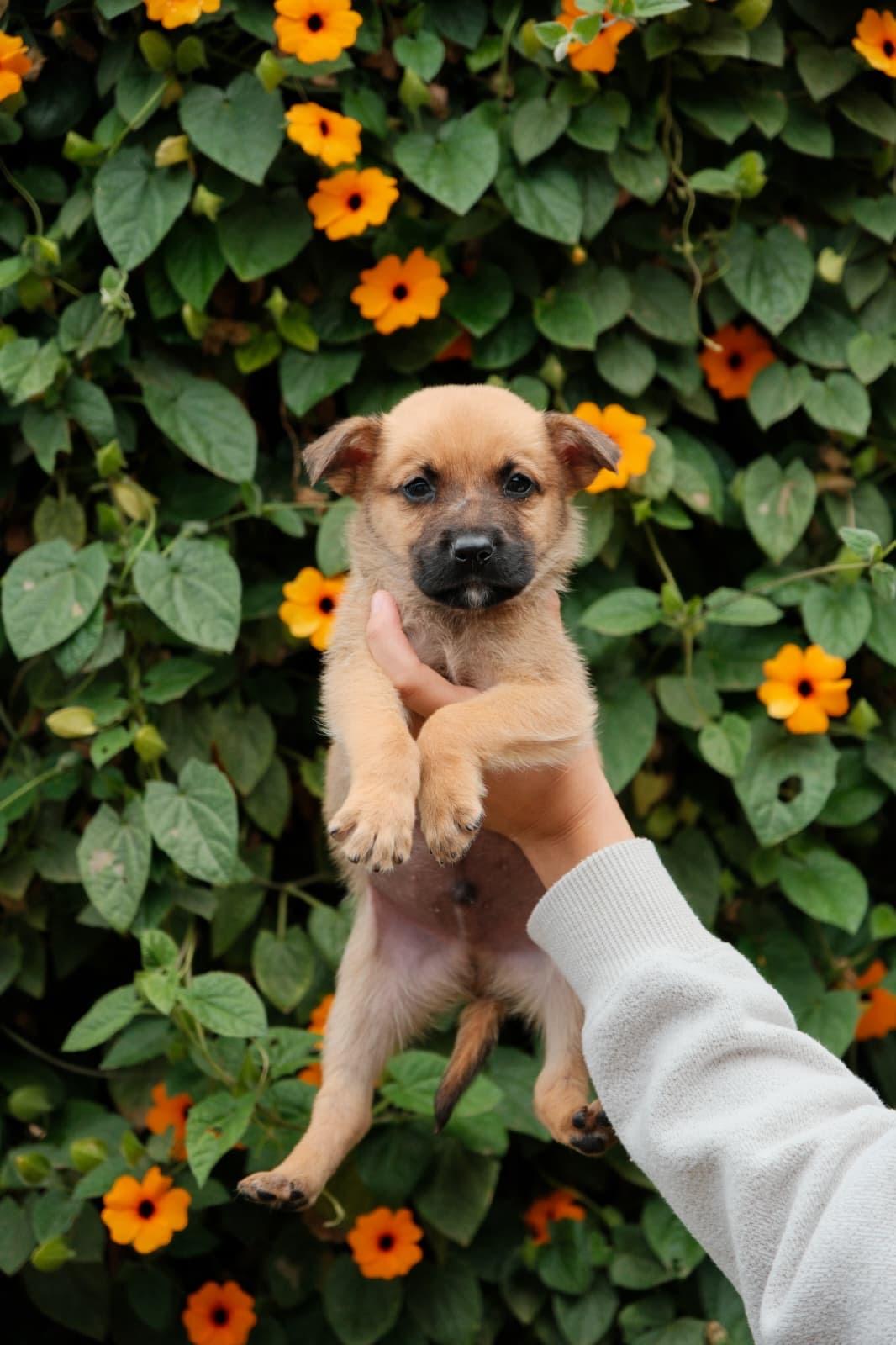 Enlarge Burrata, a Adoptable mixed breed in San Diego, CA image 1/1