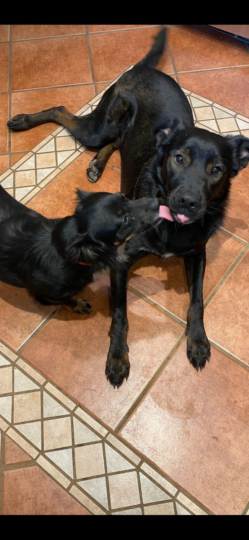 Wilfred, Adoptable, Young Male Labrador Retriever.