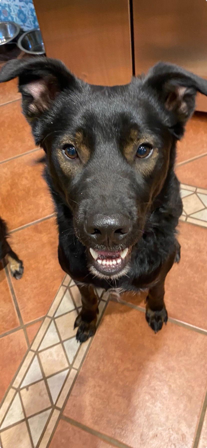 Wilfred, Adoptable, Young Male Labrador Retriever.