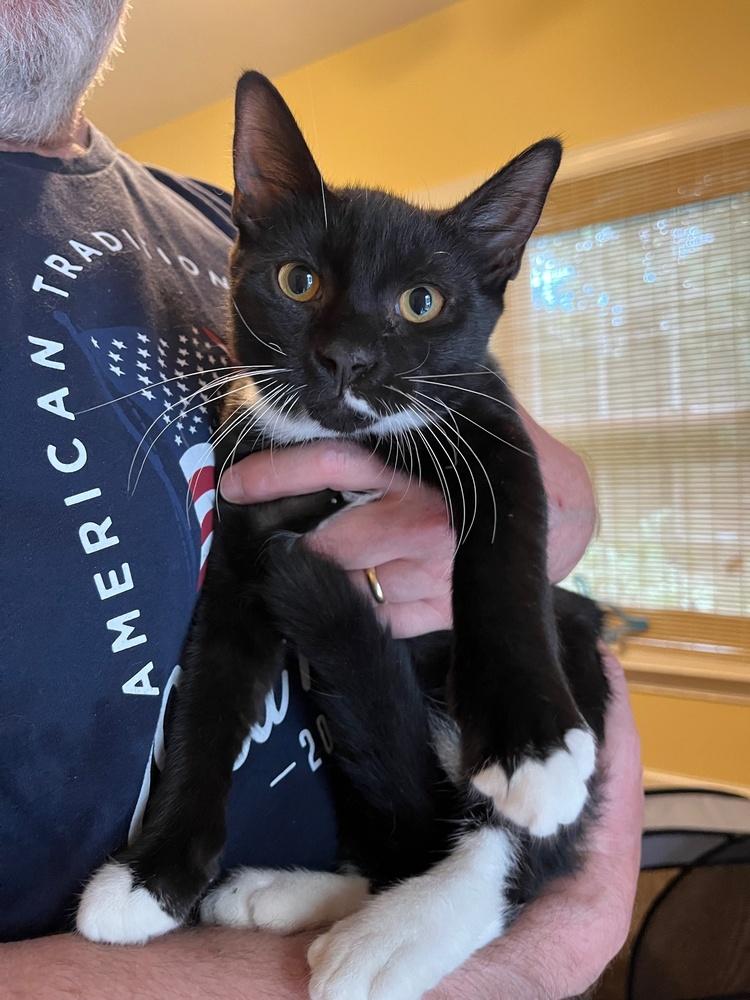 Sunbear, Adoptable, Kitten Male Domestic Short Hair.