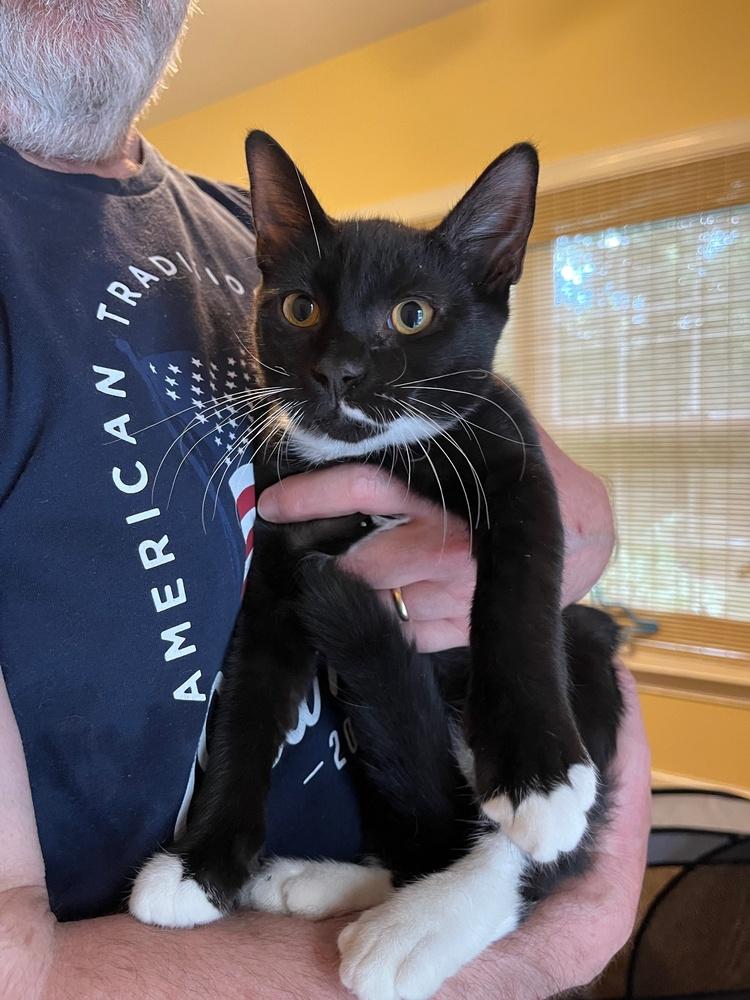 Enlarge Sunbear, a Adoptable Domestic Short Hair in Virginia Beach, VA image 2/2