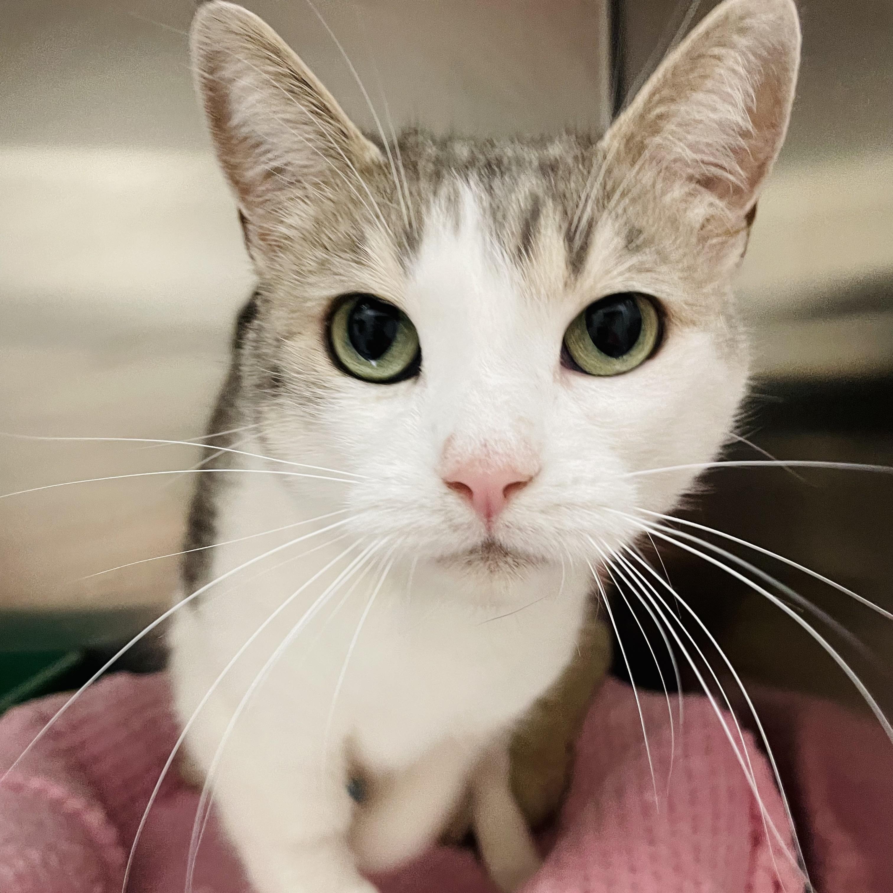 Enlarge Pretty Girl, a Adoptable Domestic Short Hair in Everett, ON image 1/4