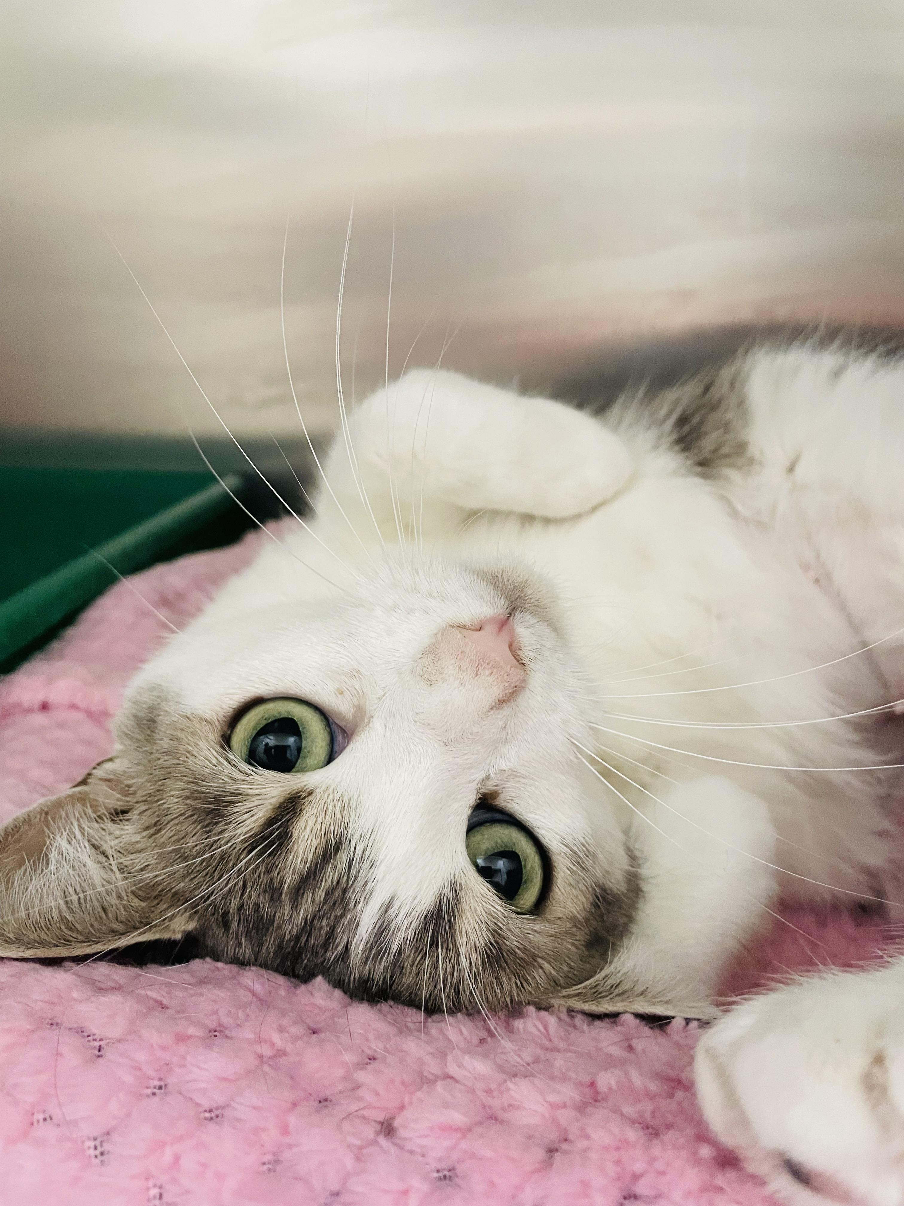 Enlarge Pretty Girl, a Adoptable Domestic Short Hair in Everett, ON image 2/4