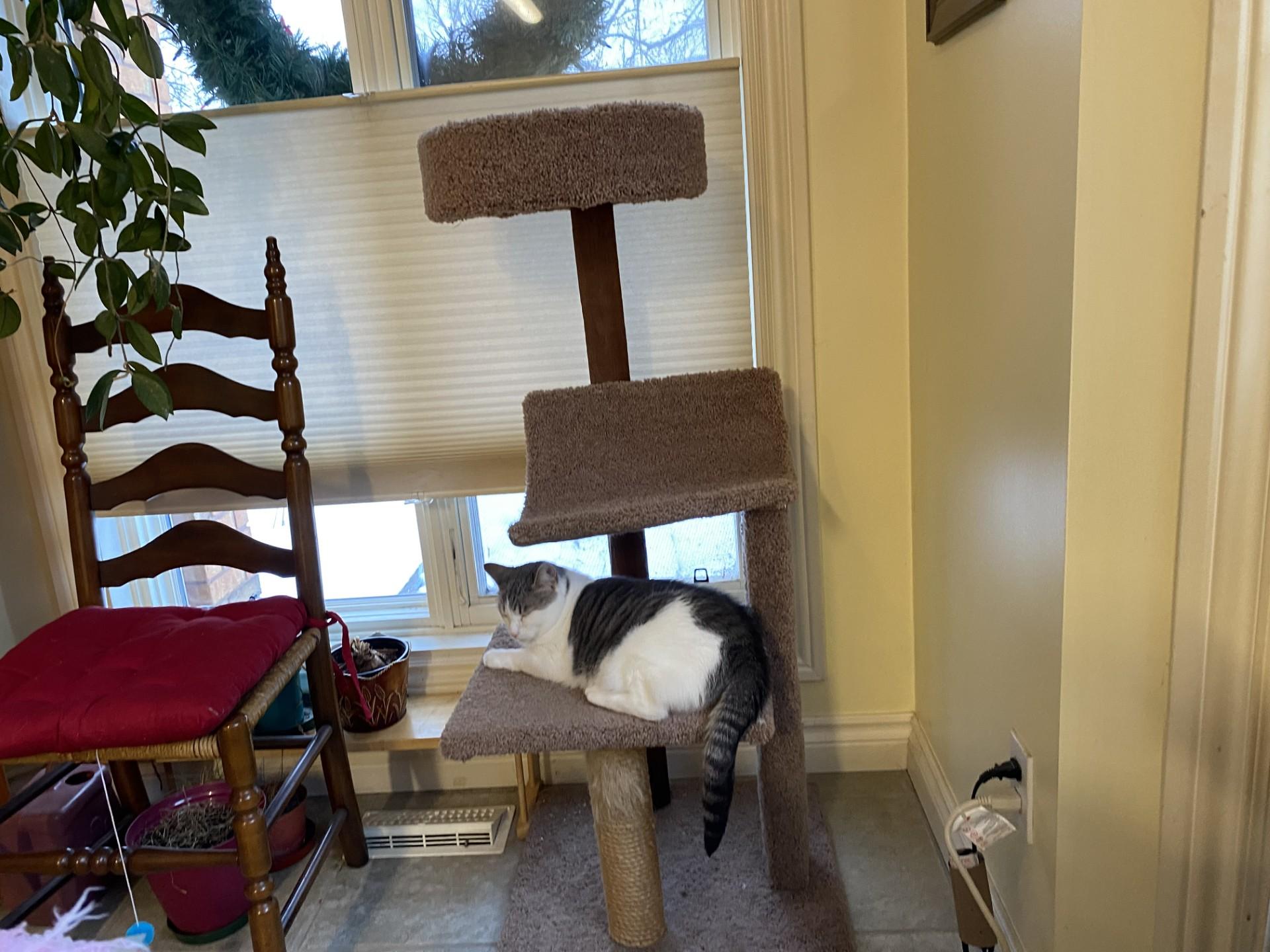 Enlarge Pretty Girl, a Adoptable Domestic Short Hair in Everett, ON image 3/4