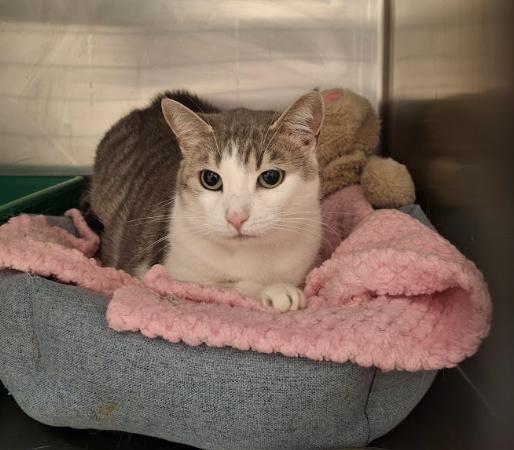 Enlarge Pretty Girl, a Adoptable Domestic Short Hair in Everett, ON image 4/4