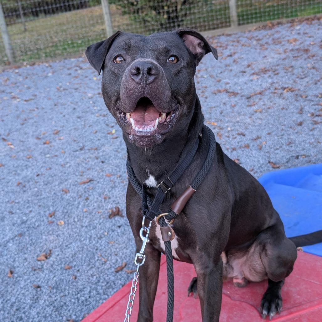 Enlarge Snoop, a Adoptable Mixed Breed in Birdsboro, PA image 1/6