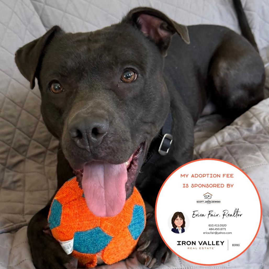 Enlarge Snoop, a Adoptable Mixed Breed in Birdsboro, PA image 2/6