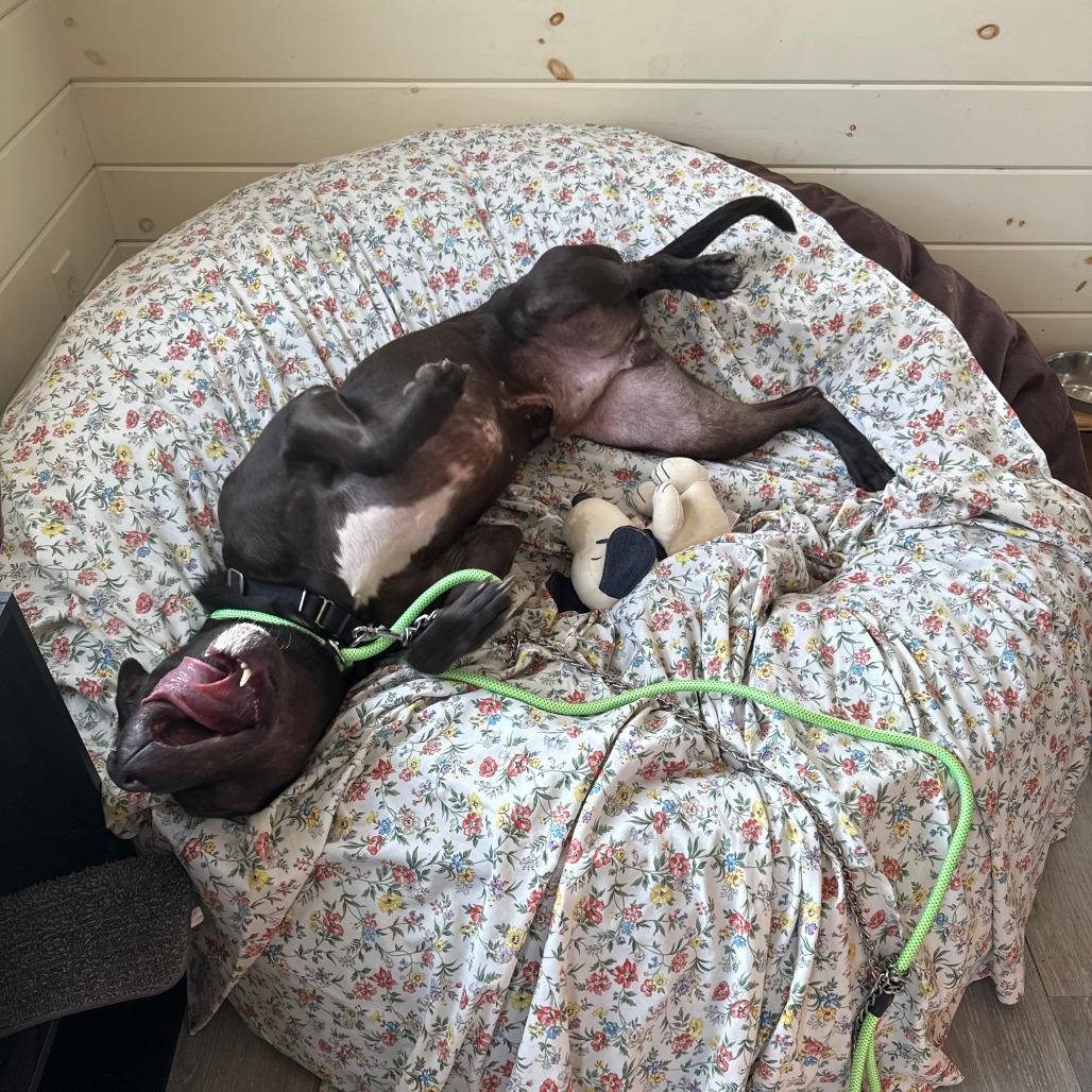 Enlarge Snoop, a Adoptable Mixed Breed in Birdsboro, PA image 3/6