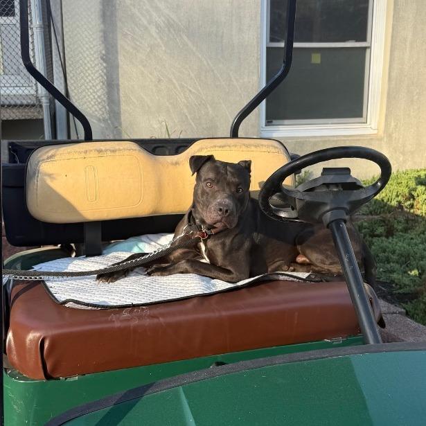 Enlarge Snoop, a Adoptable Mixed Breed in Birdsboro, PA image 4/6