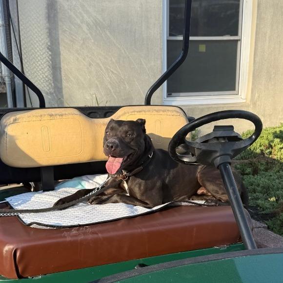 Enlarge Snoop, a Adoptable Mixed Breed in Birdsboro, PA image 5/6