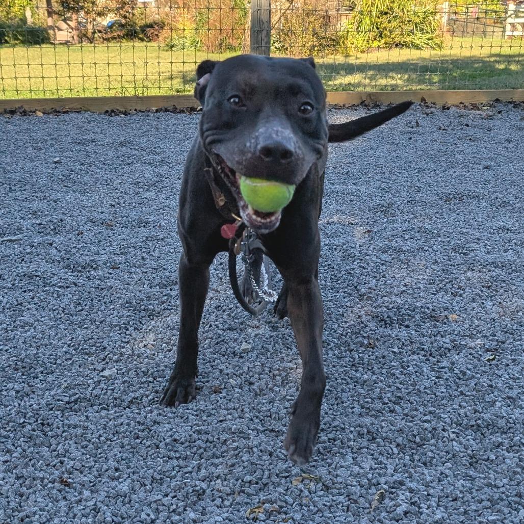 Enlarge Snoop, a Adoptable Mixed Breed in Birdsboro, PA image 6/6