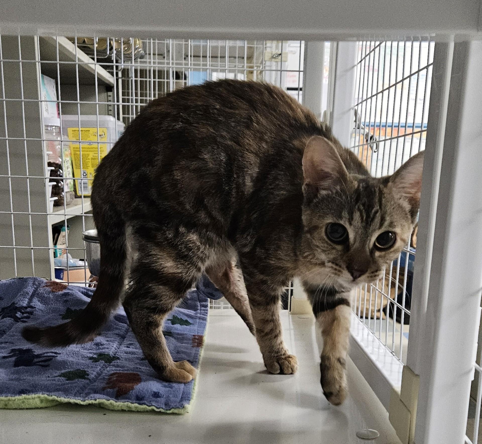 Mappy, Adopted, Adult Female Domestic Medium Hair.