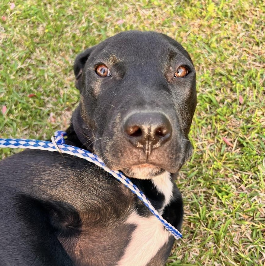 Chance, a Adoptable mixed breed in Macclesfield, NC image 2/6