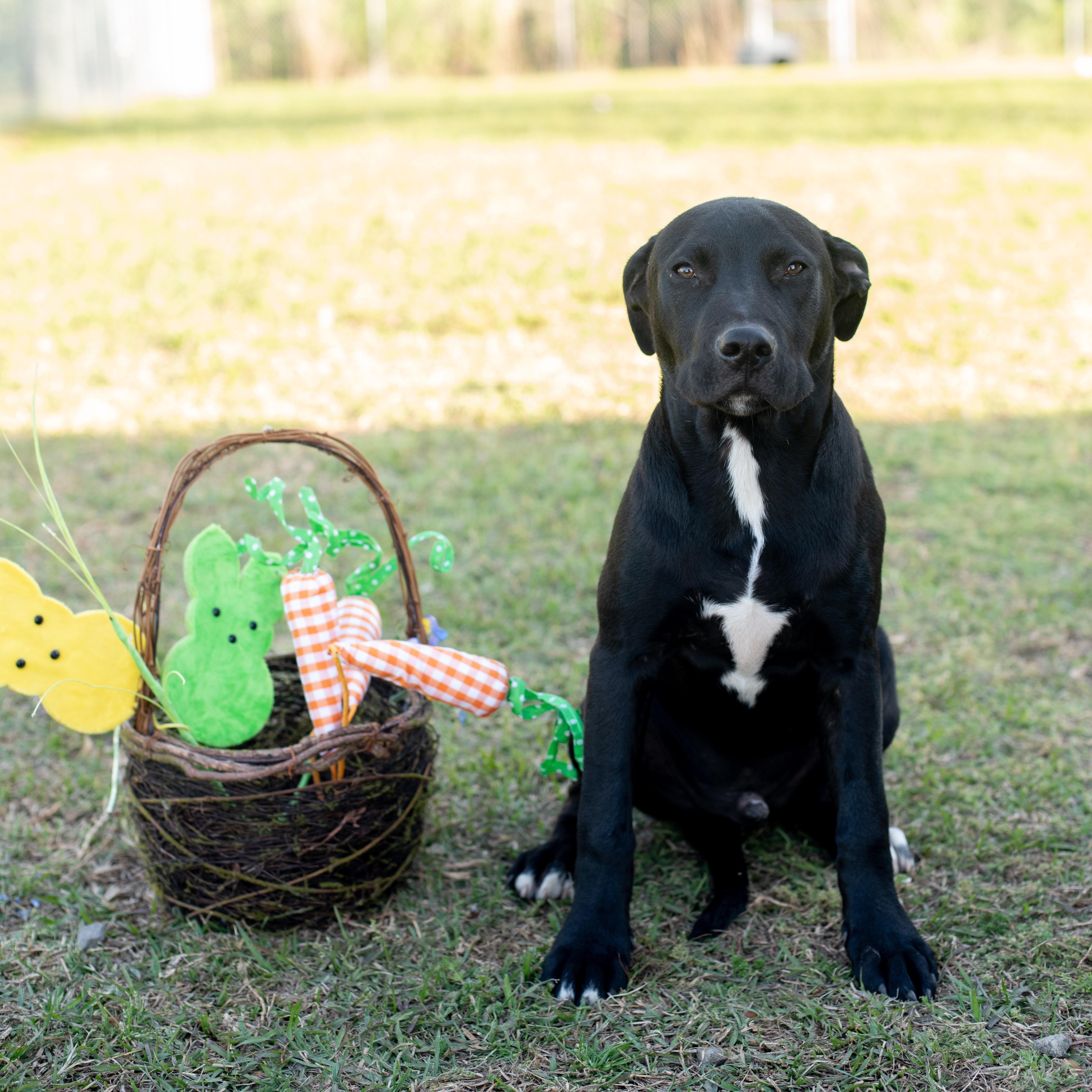 Chance, a Adoptable mixed breed in Macclesfield, NC image 5/6