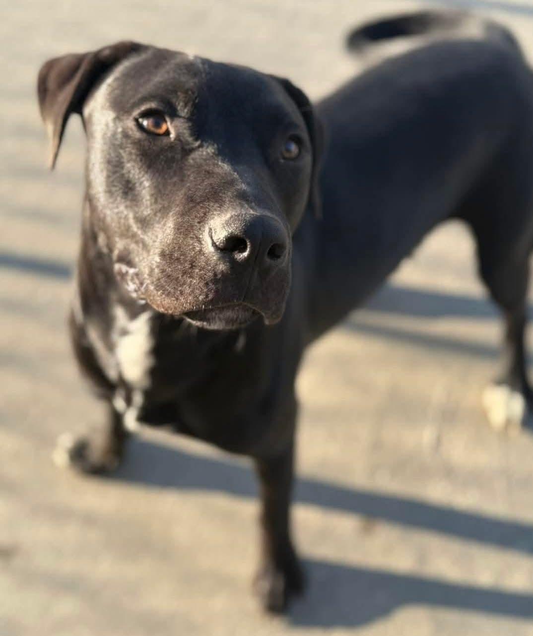 Chance, a Adoptable mixed breed in Macclesfield, NC image 3/6