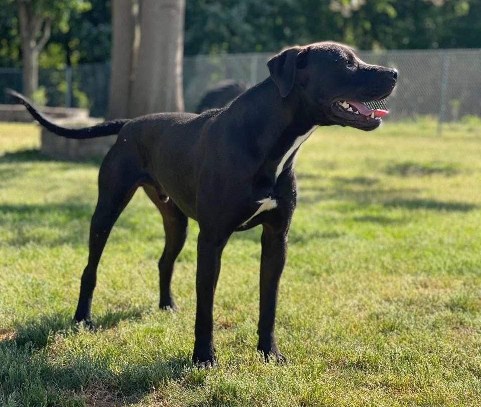 Chance, Adoptable, Puppy Male Pit Bull Terrier.
