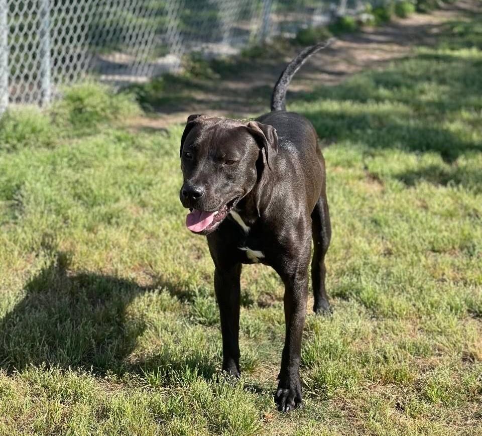 Enlarge Chance, a Adoptable mixed breed in Macclesfield, NC image 2/5