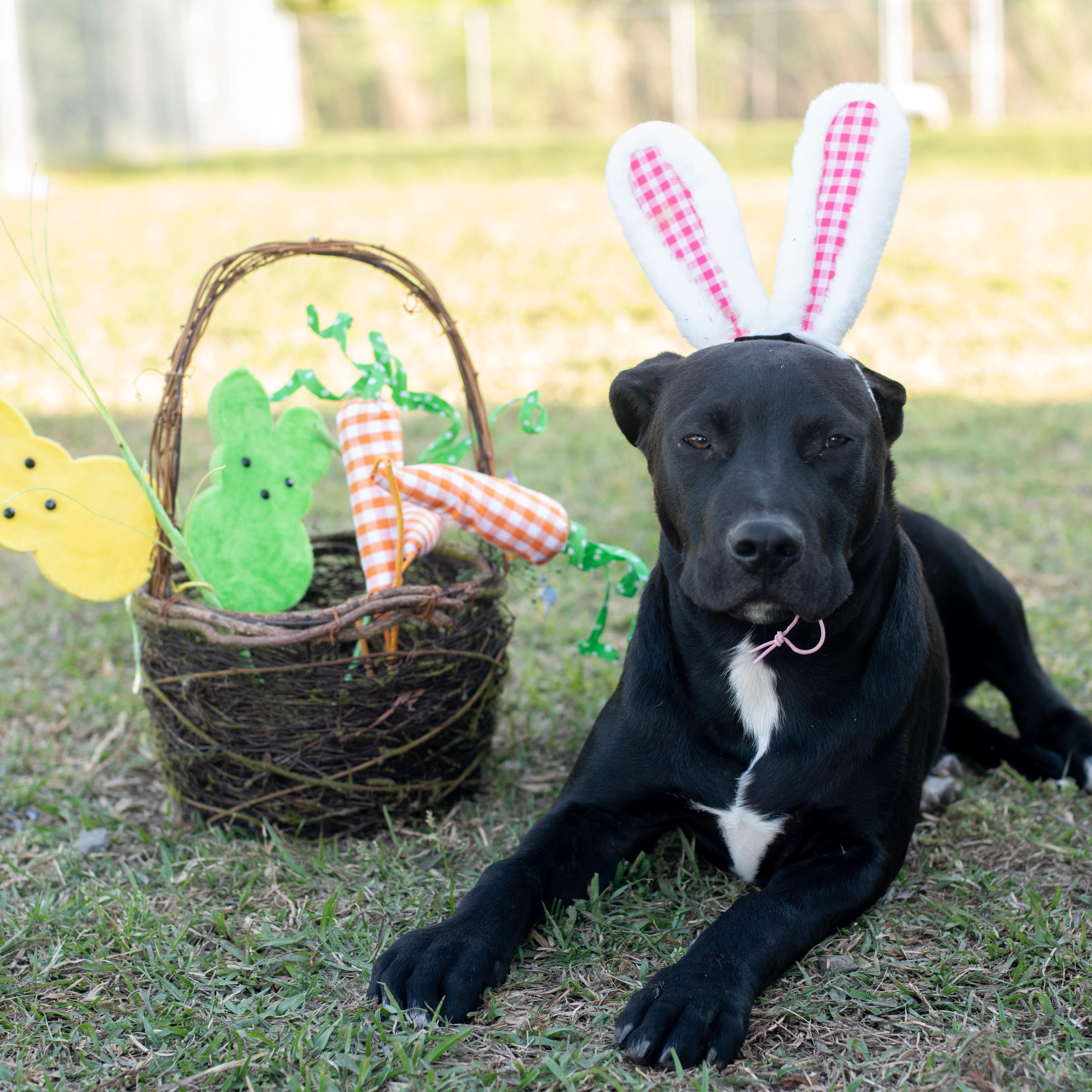 Chance, a Adoptable mixed breed in Macclesfield, NC image 4/6
