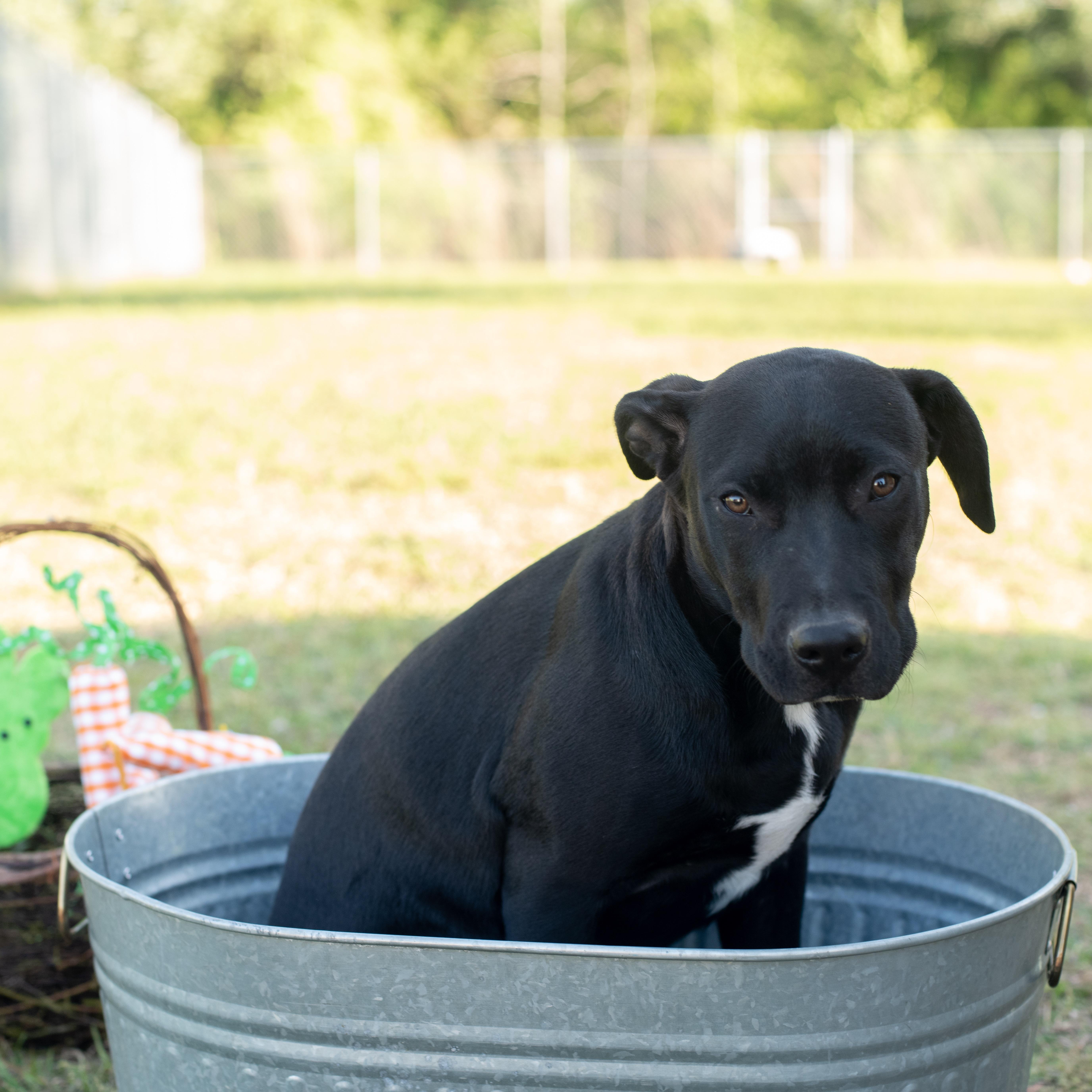 Chance, a Adoptable mixed breed in Macclesfield, NC image 6/6