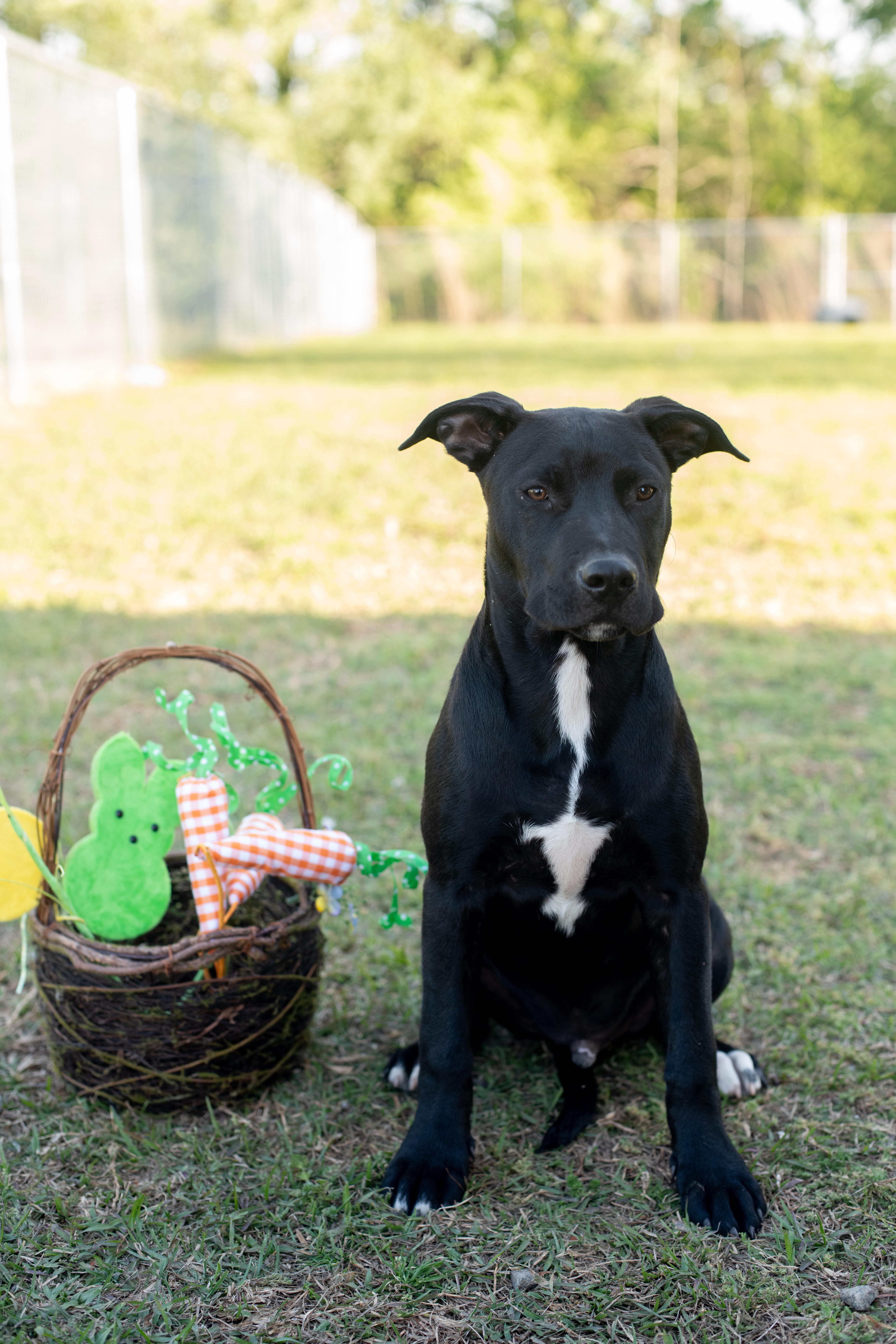 Chance, a Adoptable mixed breed in Macclesfield, NC image 1/6