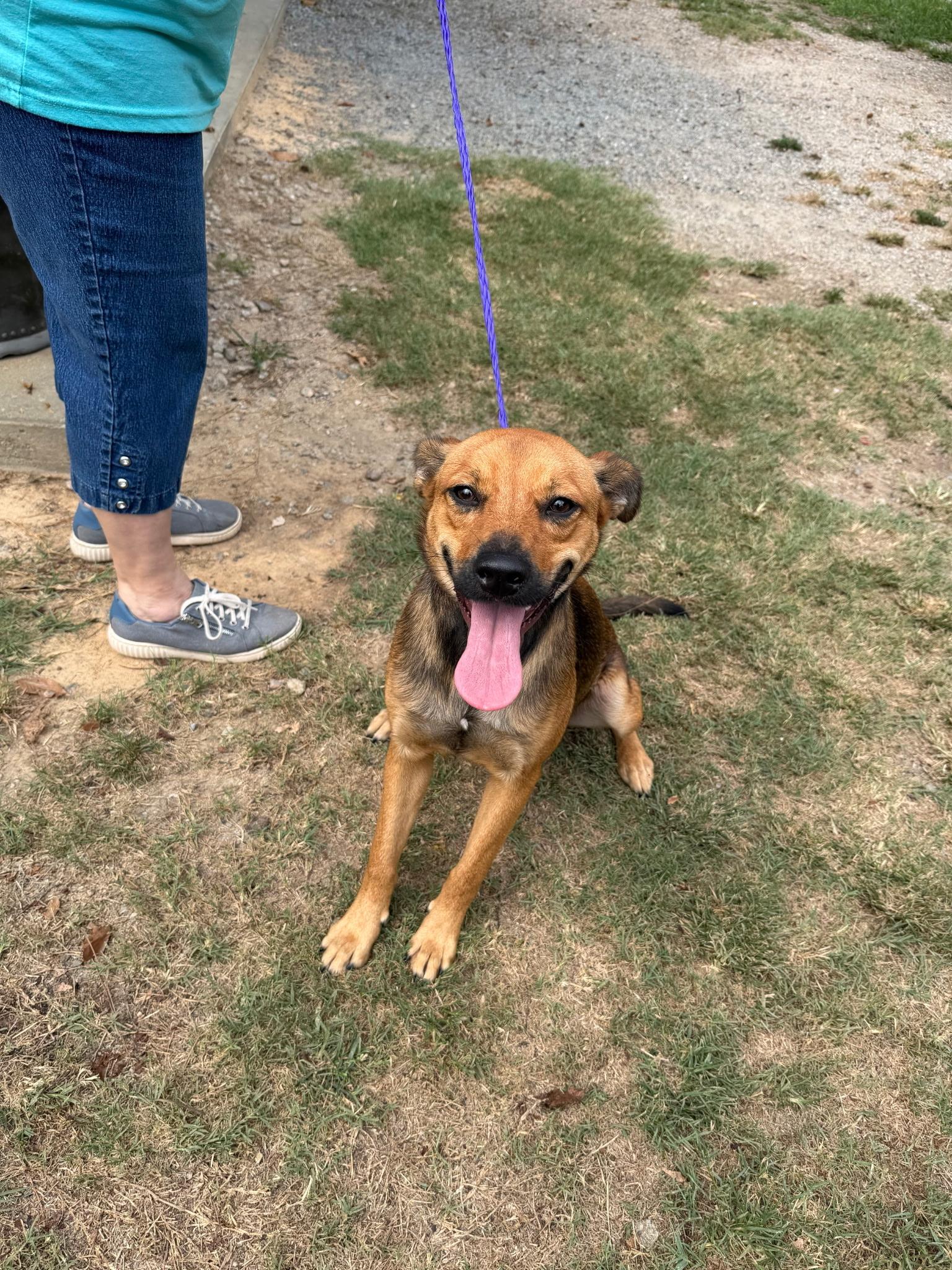 Enlarge Rusty, a Adoptable Black Mouth Cur in Lumberton, NC image 3/4
