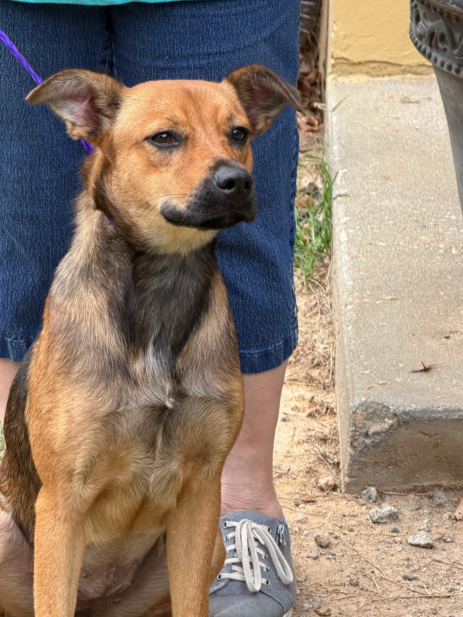 Enlarge Rusty, a Adoptable Black Mouth Cur in Lumberton, NC image 2/4