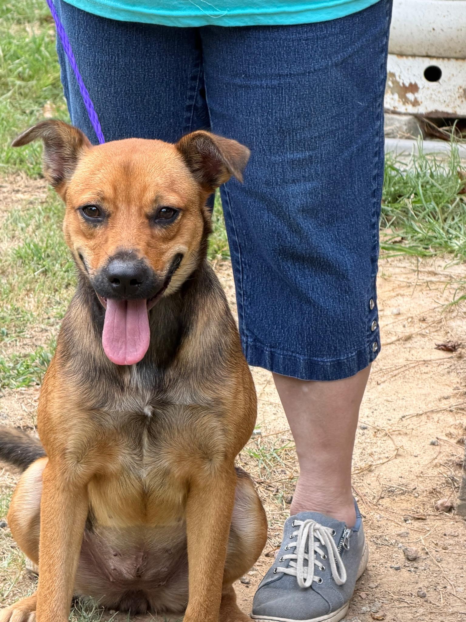 Rusty, Adoptable, Young Female Black Mouth Cur.