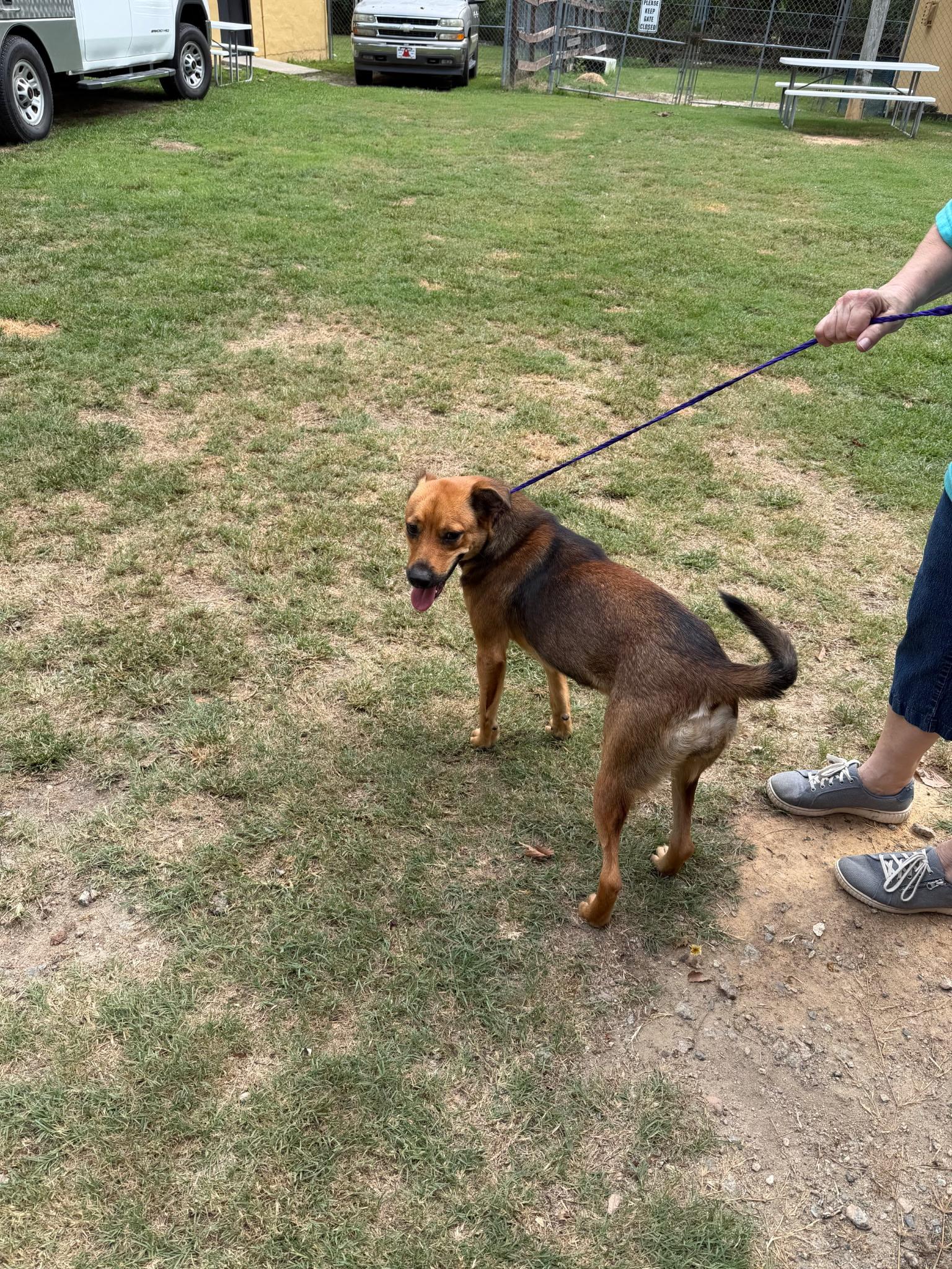 Enlarge Rusty, a Adoptable Black Mouth Cur in Lumberton, NC image 4/4