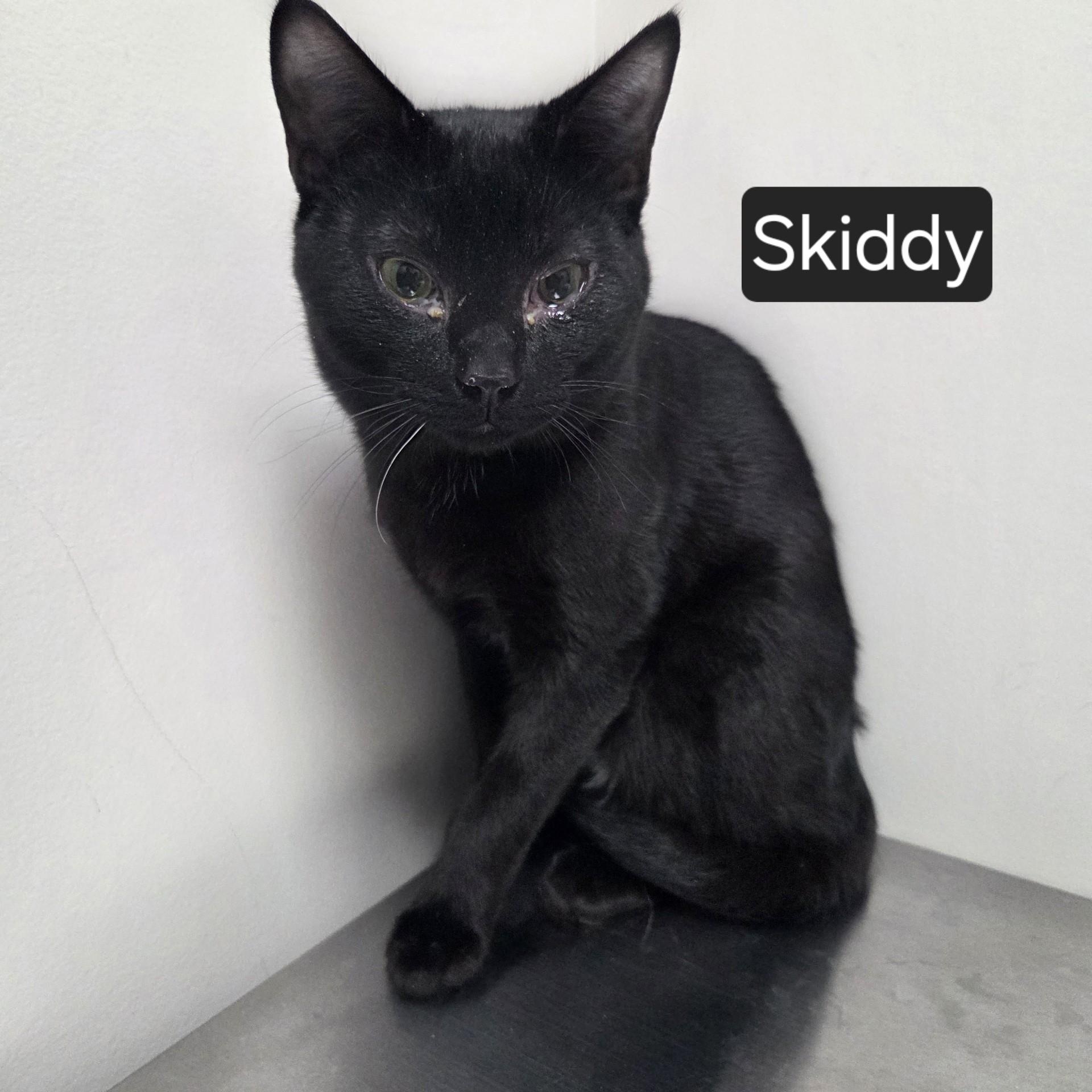 Enlarge Skiddy, a ADOPTABLE Domestic Short Hair in SNOW HILL, NC image 1/1