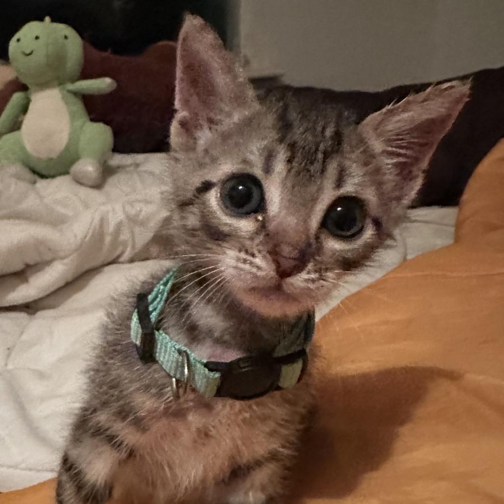 Enlarge Timothy, a Adoptable Domestic Short Hair in Santa Fe, TX image 1/3