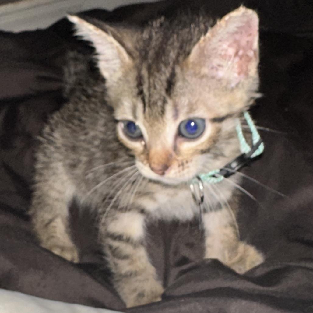 Enlarge Timothy, a Adoptable Domestic Short Hair in Santa Fe, TX image 2/3