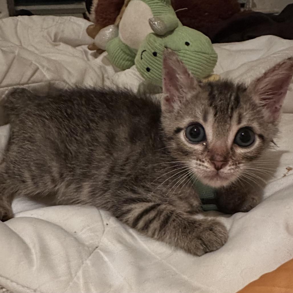 Enlarge Timothy, a Adoptable Domestic Short Hair in Santa Fe, TX image 3/3