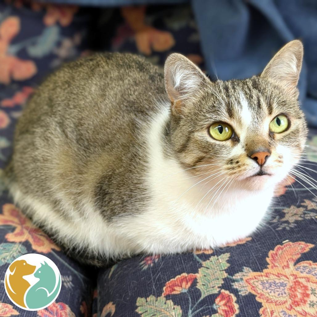 K.Sanders, Adoptable, Adult Female Domestic Short Hair.