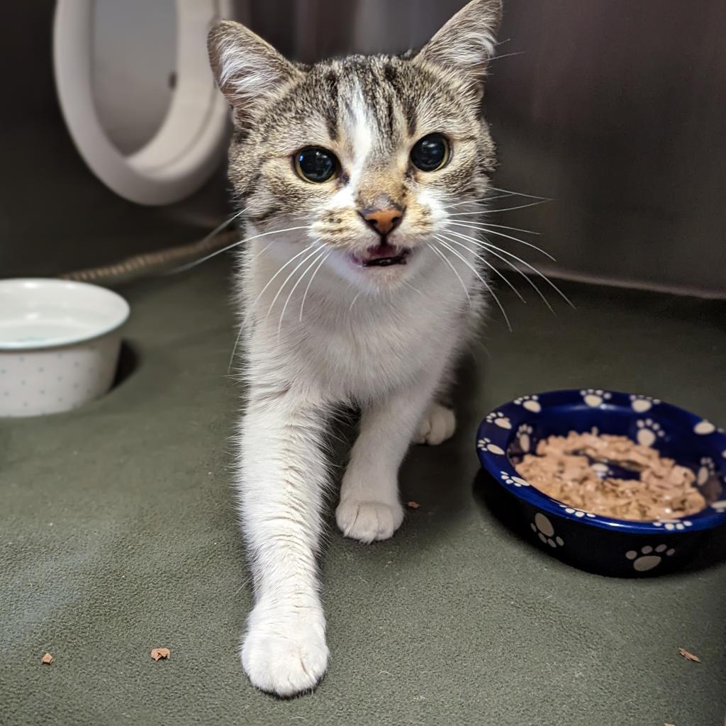 Enlarge K.Sanders, a Adoptable Domestic Short Hair in Toledo, OH image 2/6