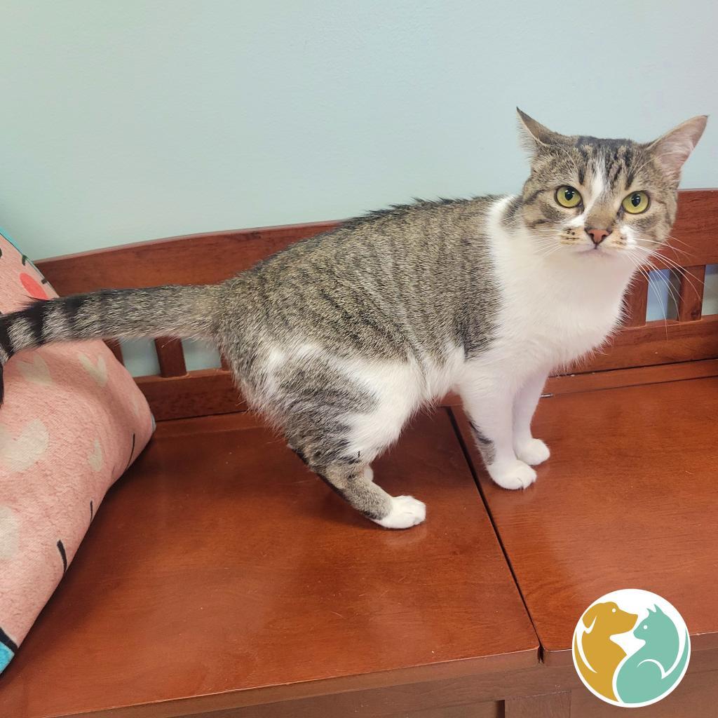 Enlarge K.Sanders, a Adoptable Domestic Short Hair in Toledo, OH image 3/6