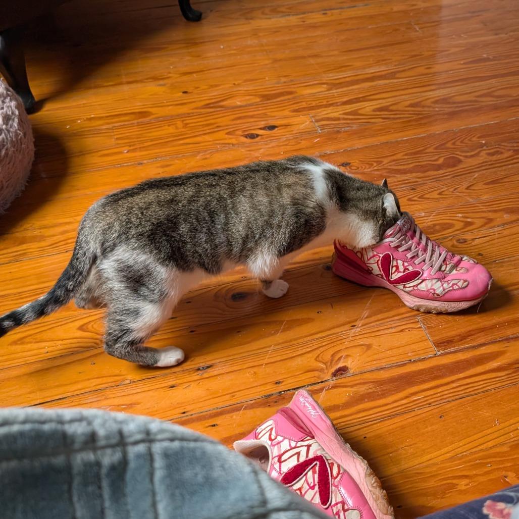 Enlarge K.Sanders, a Adoptable Domestic Short Hair in Toledo, OH image 4/6