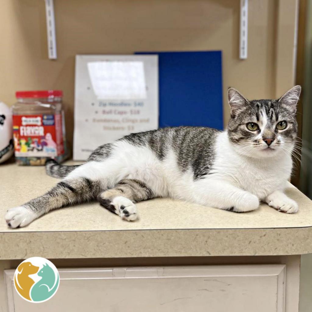 Enlarge K.Sanders, a Adoptable Domestic Short Hair in Toledo, OH image 6/6