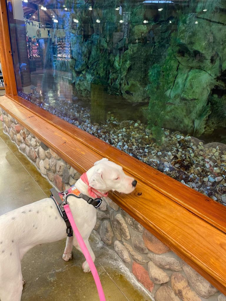 Amber, Adoptable, Adult Female Pointer.