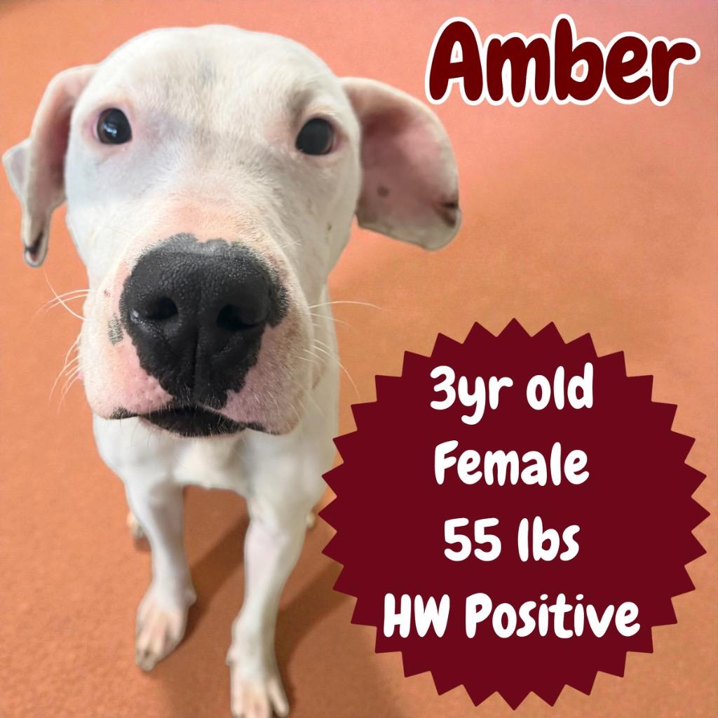 Amber, Adoptable, Adult Female Pointer.