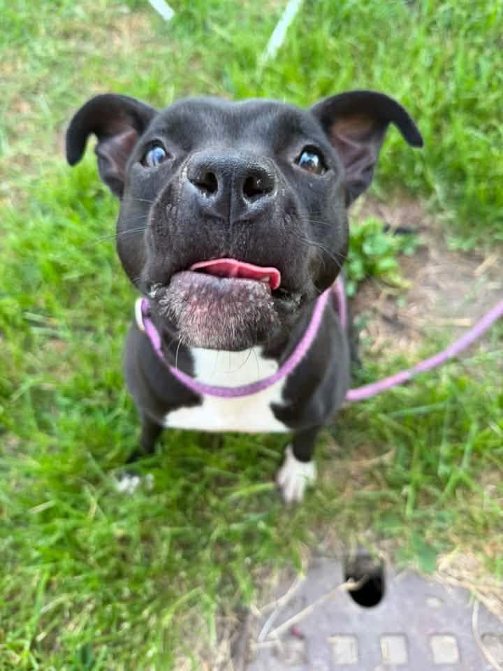 Verna, a ADOPTABLE Pit Bull Terrier in Chicago, IL image 3/5