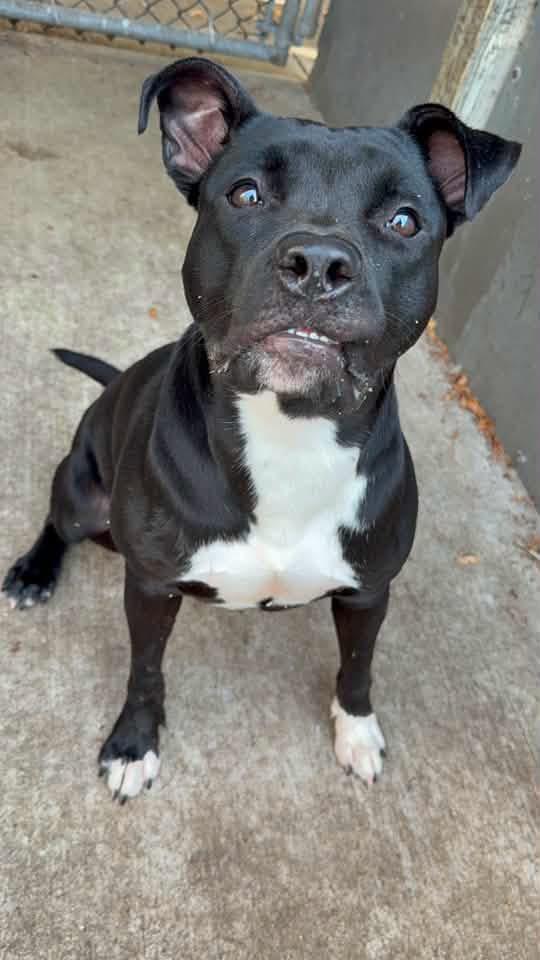 Verna, ADOPTABLE, Adult Female Pit Bull Terrier.