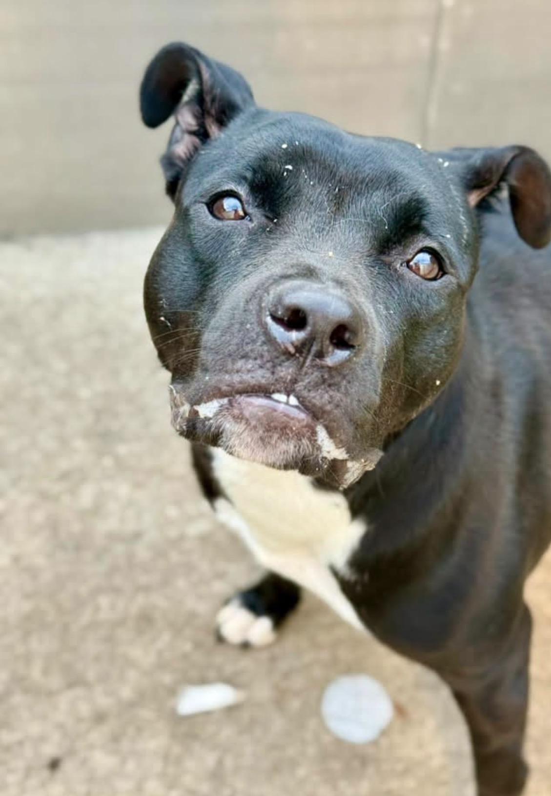 Verna, a ADOPTABLE Pit Bull Terrier in Chicago, IL image 4/5