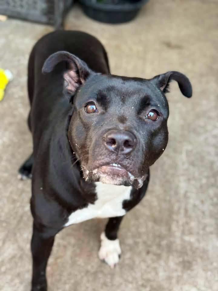 Verna, a ADOPTABLE Pit Bull Terrier in Chicago, IL image 2/5