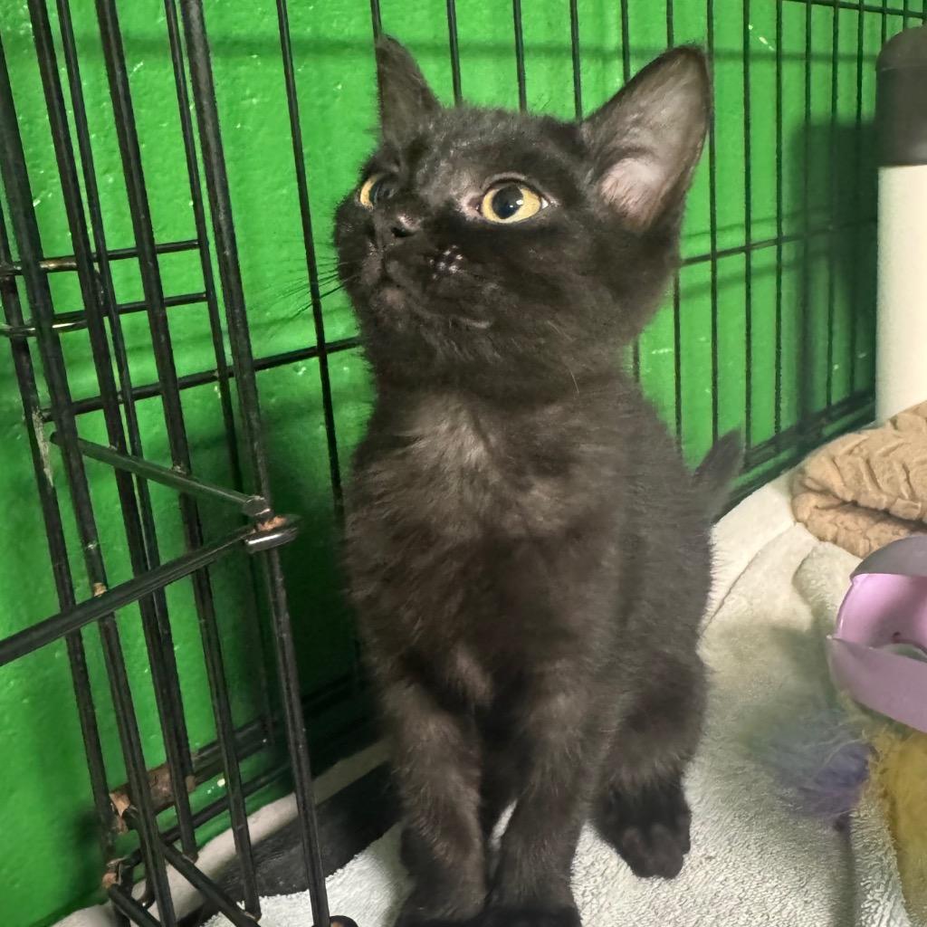 Sparkle, a Adoptable mixed breed in Olean, NY image 1/3