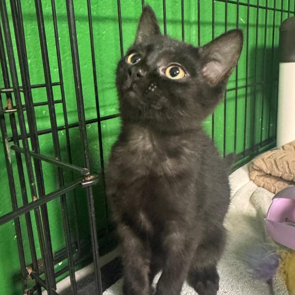 Sparkle, a Adoptable mixed breed in Olean, NY image 3/3