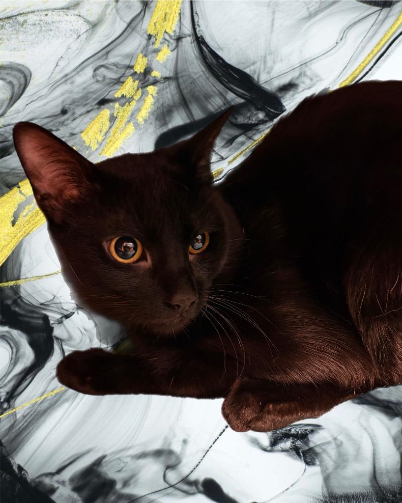 Morgan Wallen, Adoptable, Adult Male Domestic Short Hair.